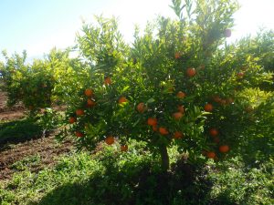 Orangen und Mandarinen aus Marokko