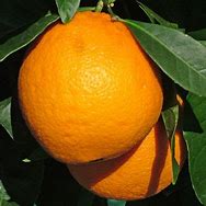 Oranges newhall 1