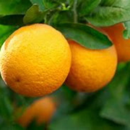 Oranges-Salustina
